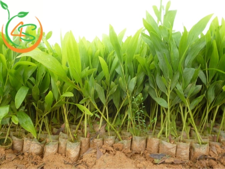 Hướng Dẫn Kỹ Thuật Trồng Keo Lai Lấy Gỗ Hiệu Quả 3 kỹ thuật trồng keo