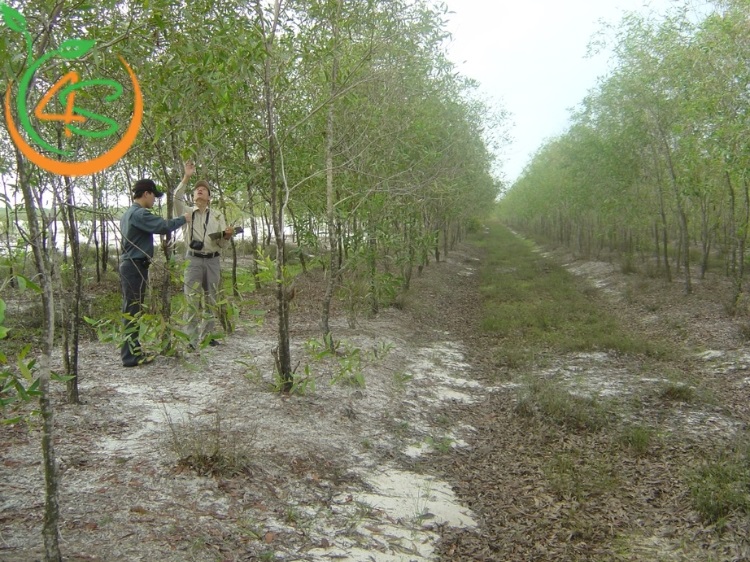 Hướng Dẫn Kỹ Thuật Trồng Keo Lai Lấy Gỗ Hiệu Quả 2 kỹ thuật trồng keo