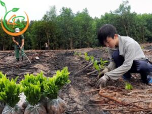 kỹ thuật trồng keo