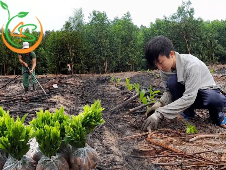 Hướng Dẫn Kỹ Thuật Trồng Keo Lai Lấy Gỗ Hiệu Quả 4 kỹ thuật trồng keo