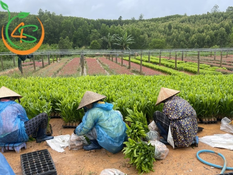 Hướng Dẫn Kỹ Thuật Trồng Keo Lai Lấy Gỗ Hiệu Quả 5 kỹ thuật trồng keo