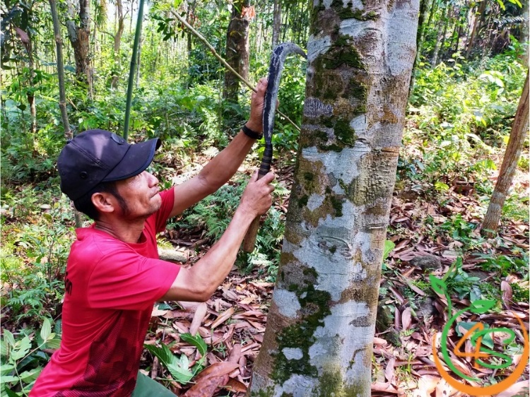kỹ thuật trồng quế