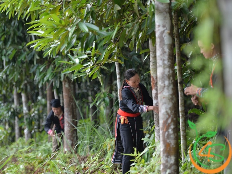 kỹ thuật trồng quế
