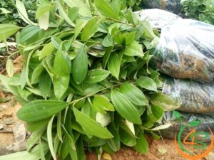 kỹ thuật trồng quế