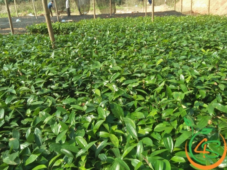 kỹ thuật trồng quế