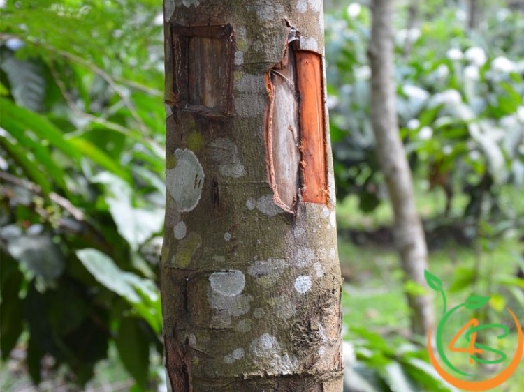 kỹ thuật trồng quế