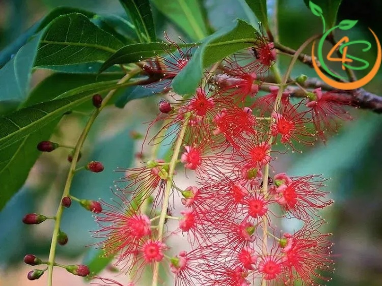 lá lộc vừng có ăn được không