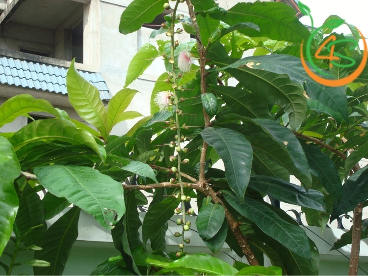 lá lộc vừng có ăn được không