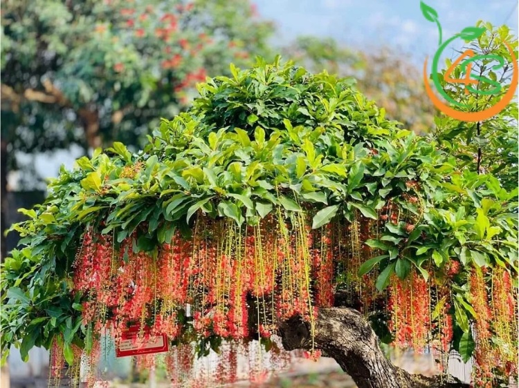 lá lộc vừng có ăn được không
