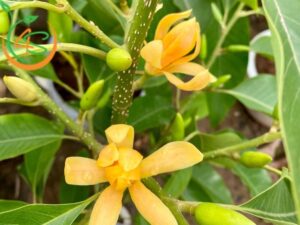 làm sao để cây ngọc lan ra hoa