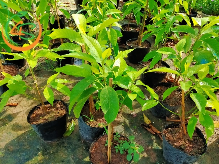 làm sao để cây ngọc lan ra hoa