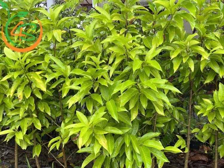 làm sao để cây ngọc lan ra hoa