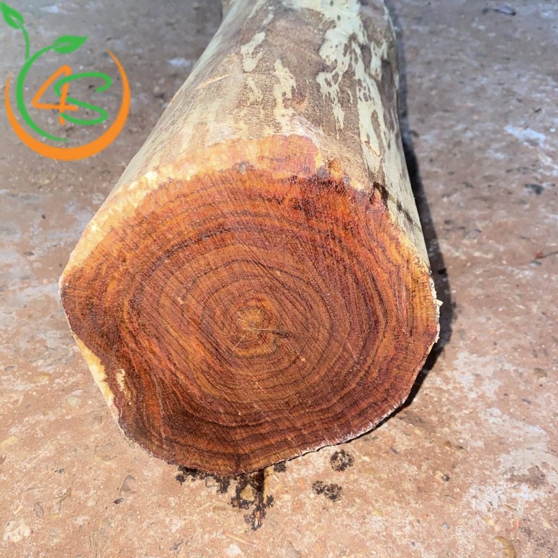 bán cây giống gỗ sưa đỏ