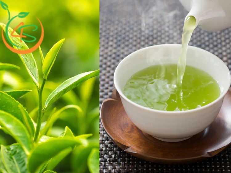 Nước Mưa Tưới Cây Có Tốt Không? 4 Loại Nước Tưới Cây Cực Tốt 5 nước tưới cây tốt