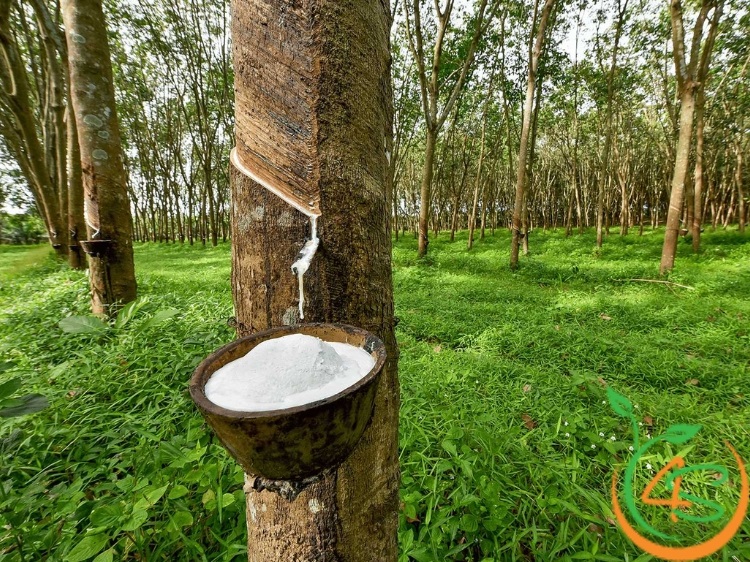 Hướng Dẫn Chọn Phân Bón Cao Su Phù Hợp Với Từng Giai Đoạn 1 phân bón cao su