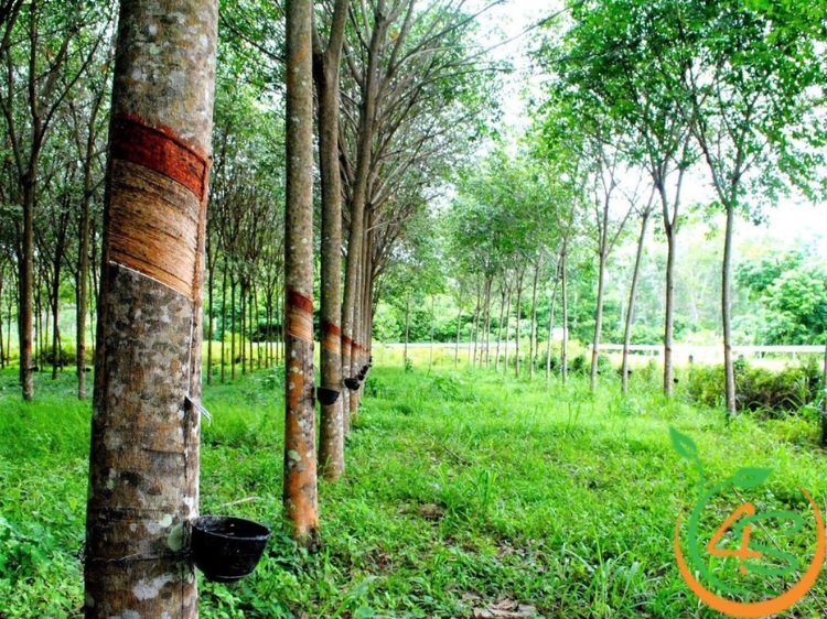 Hướng Dẫn Chọn Phân Bón Cao Su Phù Hợp Với Từng Giai Đoạn 4 phân bón cao su