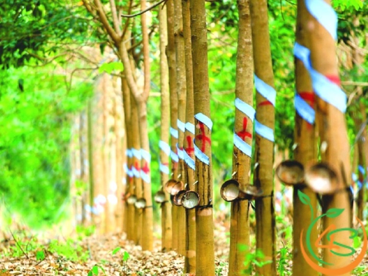 Hướng Dẫn Chọn Phân Bón Cao Su Phù Hợp Với Từng Giai Đoạn 5 phân bón cao su