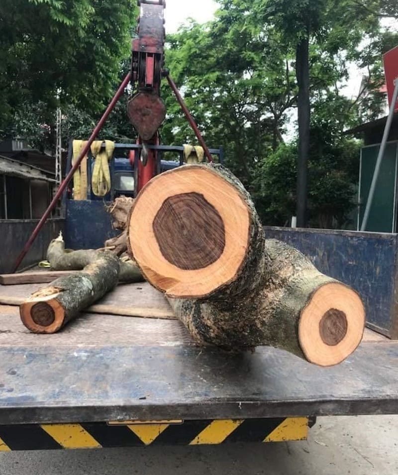 giá cây sưa đỏ 5 năm tuổi