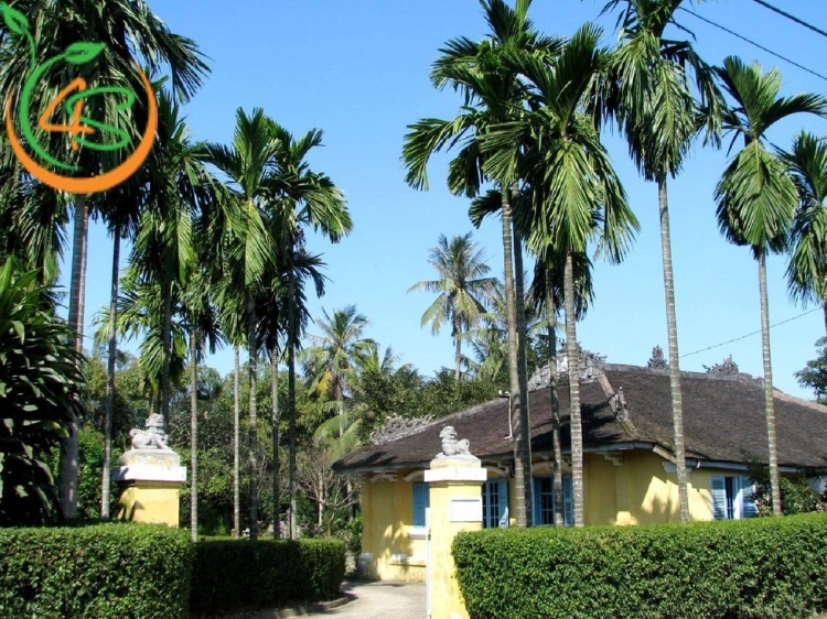 trồng cau trước nhà