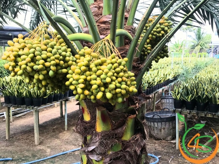 trồng cây chà la ở miền bắc