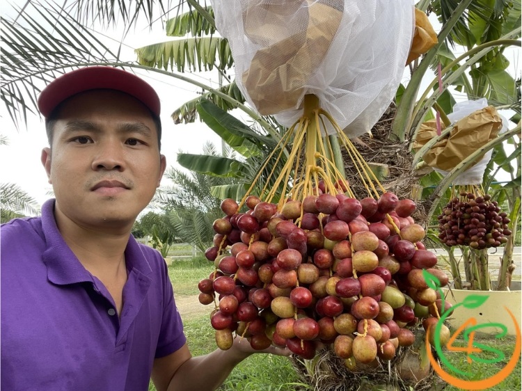 trồng cây chà la ở miền bắc