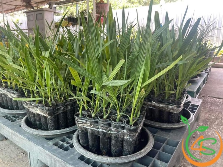 trồng cây chà la ở miền bắc