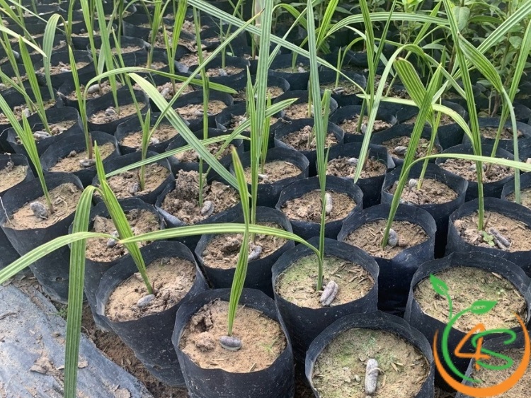 trồng cây chà la ở miền bắc