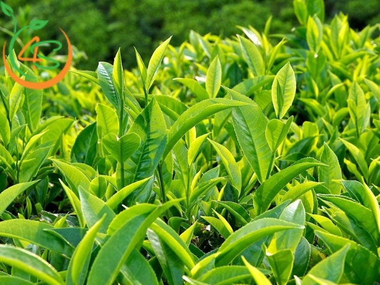 trồng cây chè xanh làm cảnh