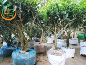 trồng cây chè xanh làm cảnh