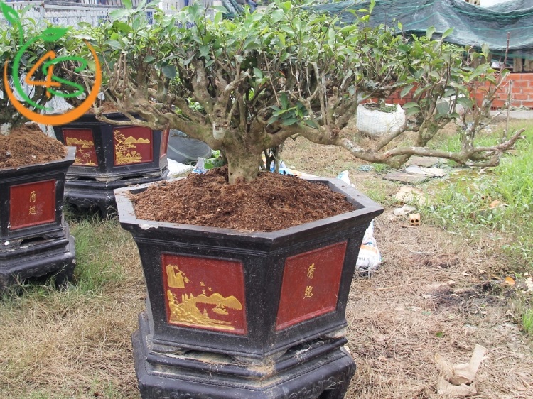 trồng cây chè xanh làm cảnh