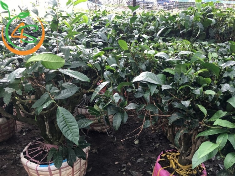 trồng cây chè xanh làm cảnh
