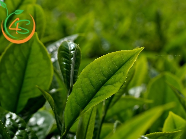 trồng cây chè xanh làm cảnh