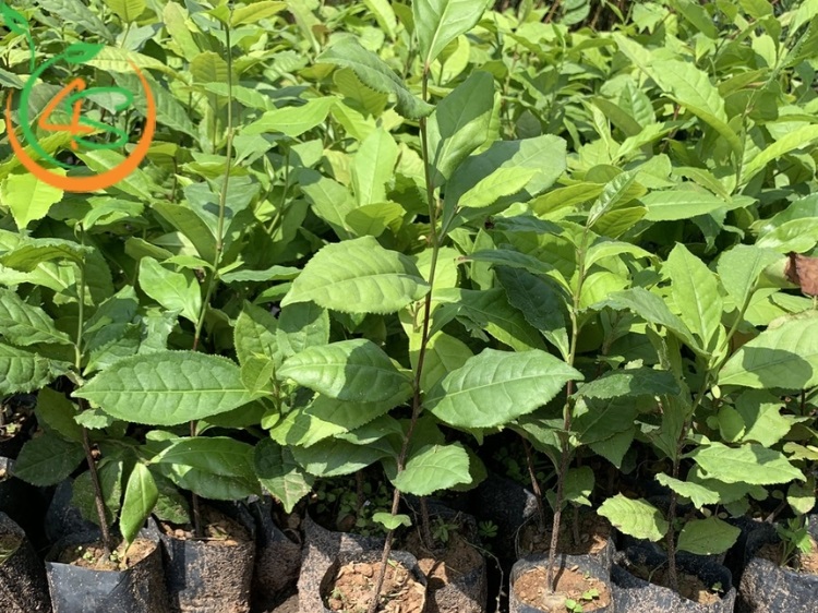 trồng cây chè xanh làm cảnh