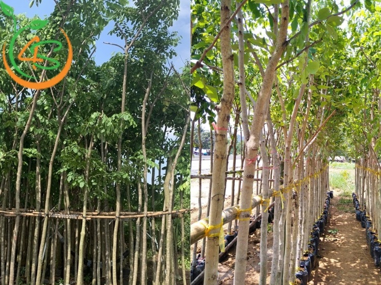 Trồng Cây Công Trình Làm Giàu Với 10 Loại Cây Bóng Mát Giá Trị Cao 1 trồng cây công trình làm giàu