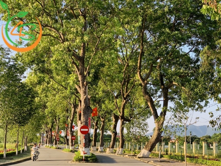 Trồng Cây Công Trình Làm Giàu Với 10 Loại Cây Bóng Mát Giá Trị Cao 10 cây công trình