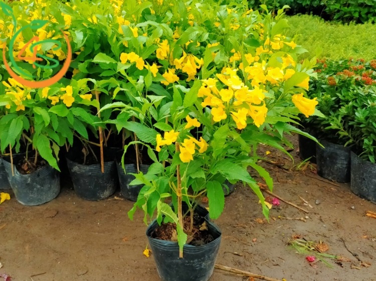 Trồng Cây Công Trình Làm Giàu Với 10 Loại Cây Bóng Mát Giá Trị Cao 11 cây công trình