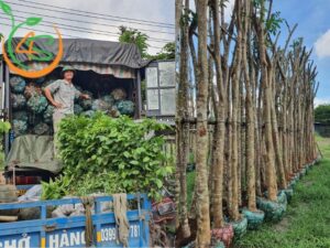 trồng cây công trình làm giàu