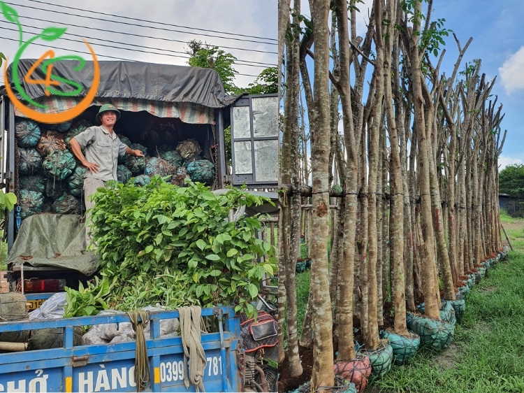 Trồng Cây Công Trình Làm Giàu Với 10 Loại Cây Bóng Mát Giá Trị Cao 2 trồng cây công trình làm giàu