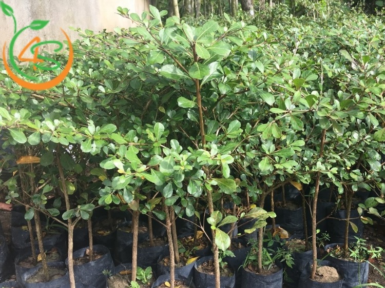 Trồng Cây Công Trình Làm Giàu Với 10 Loại Cây Bóng Mát Giá Trị Cao 3 trồng cây công trình làm giàu