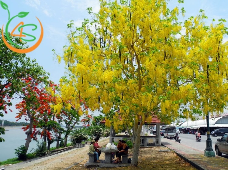 Trồng Cây Công Trình Làm Giàu Với 10 Loại Cây Bóng Mát Giá Trị Cao 6 cây bóng mát