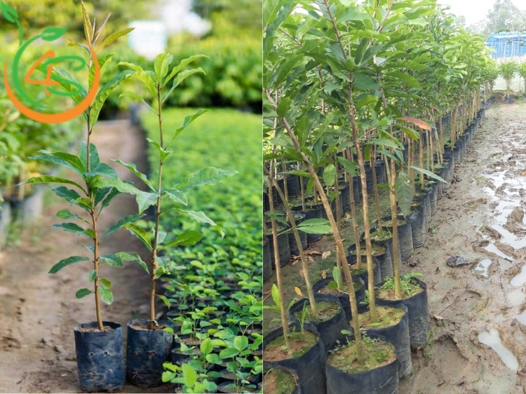 Trồng Cây Công Trình Làm Giàu Với 10 Loại Cây Bóng Mát Giá Trị Cao 7 cây bóng mát
