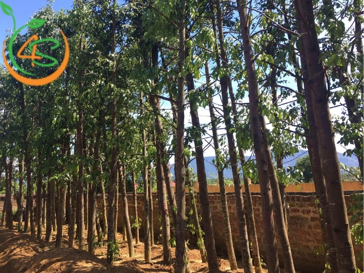 Trồng Cây Công Trình Làm Giàu Với 10 Loại Cây Bóng Mát Giá Trị Cao 8 cây bóng mát