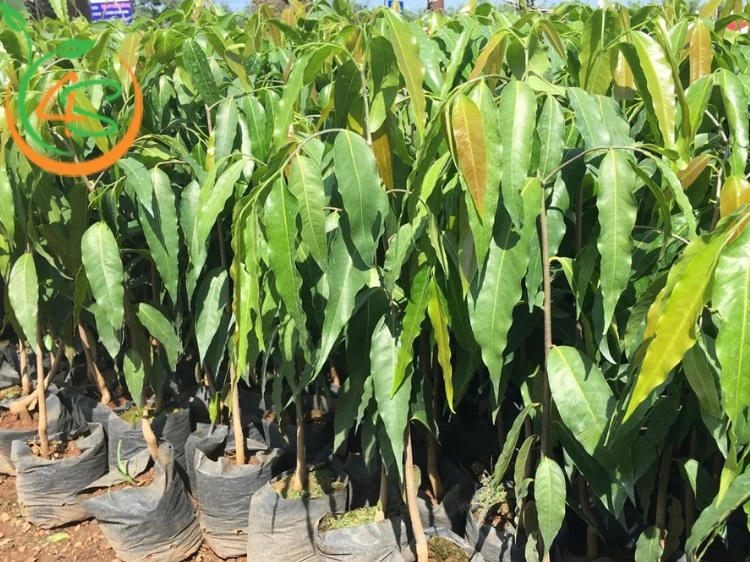 Trồng Cây Công Trình Làm Giàu Với 10 Loại Cây Bóng Mát Giá Trị Cao 9 cây bóng mát