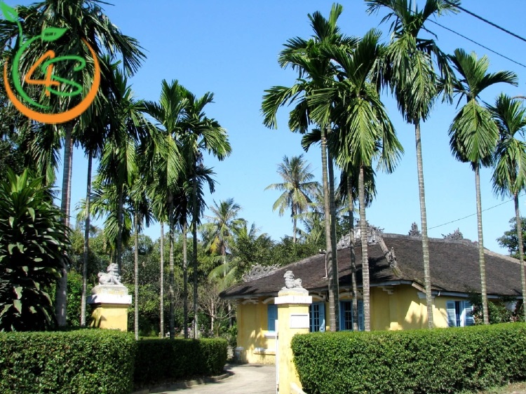 Trồng Cây Lấy Bóng Mát Trước Nhà Hợp Phong Thủy Với 10 Loại Cây 12 trồng cây lấy bóng mát trước nhà