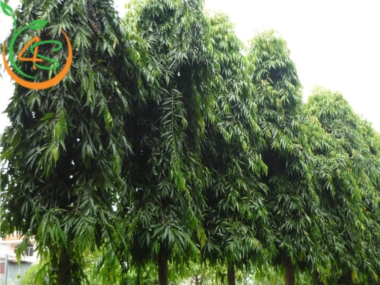 Trồng Cây Lấy Bóng Mát Trước Nhà Hợp Phong Thủy Với 10 Loại Cây 13 trồng cây lấy bóng mát trước nhà