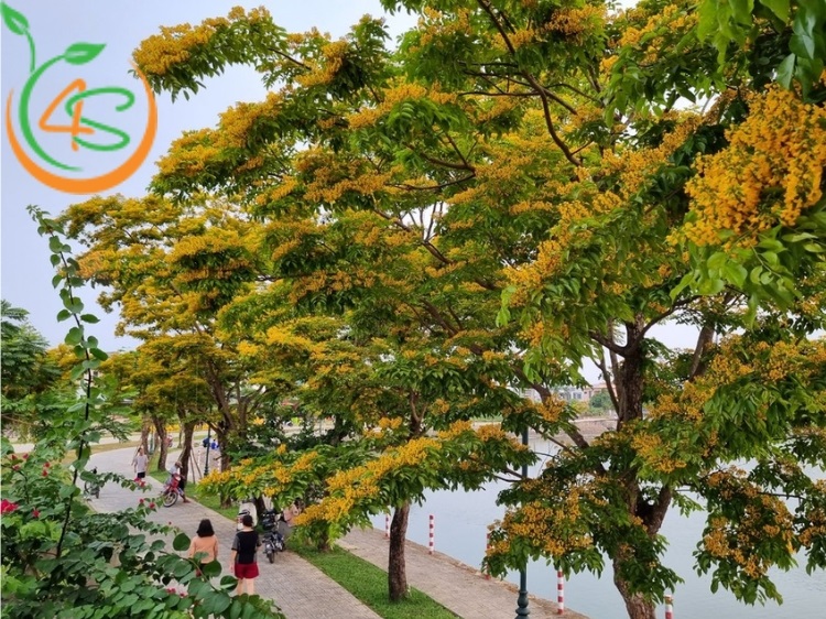 Trồng Cây Lấy Bóng Mát Trước Nhà Hợp Phong Thủy Với 10 Loại Cây 7 cây bóng mát sân vườn