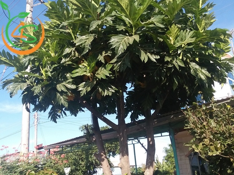 Trồng Cây Lấy Bóng Mát Trước Nhà Hợp Phong Thủy Với 10 Loại Cây 8 cây bóng mát sân vườn