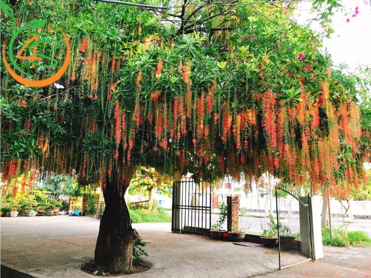 trồng cây lộc vừng trước nhà