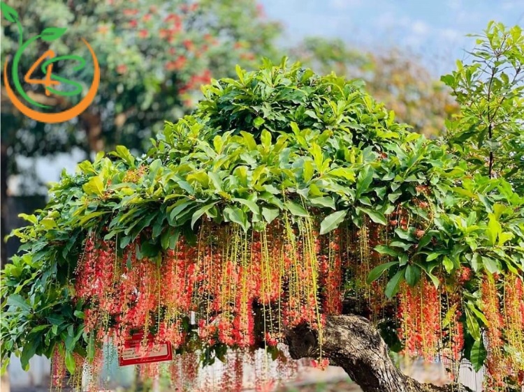 trồng cây lộc vừng trước nhà