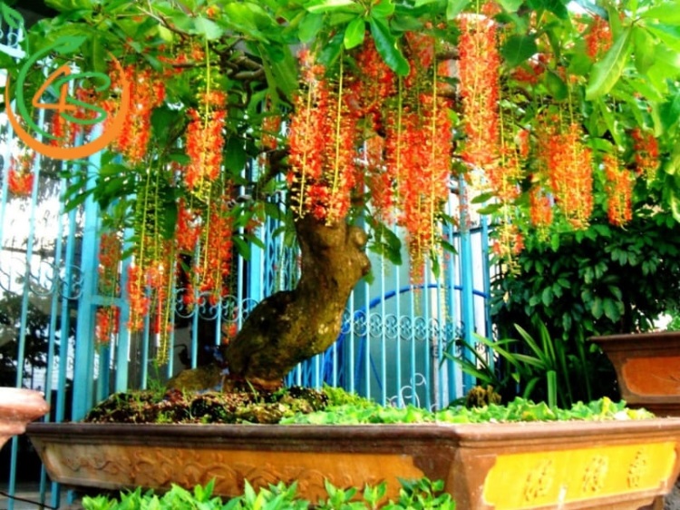 trồng cây lộc vừng trước nhà